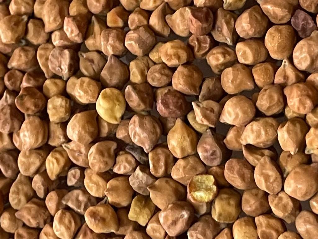 Black Chickpeas — export from Kerala, India