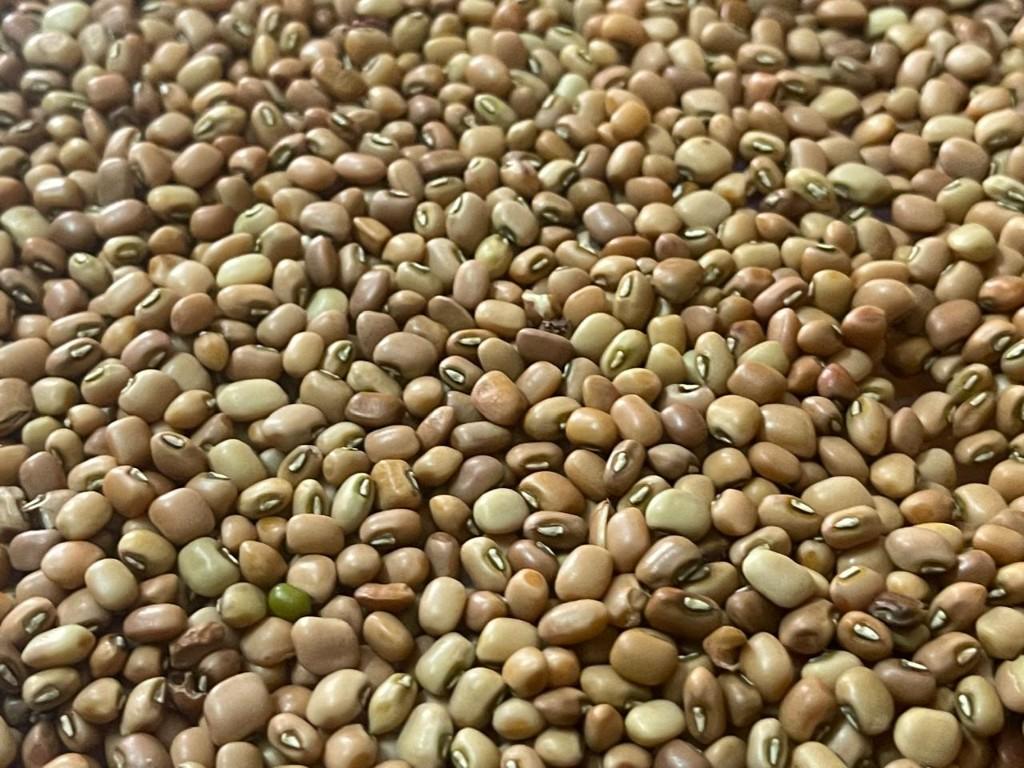 Cowpeas (Lobia) — export from Kerala, India