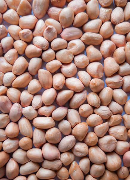 Peanut — export from Kerala, India