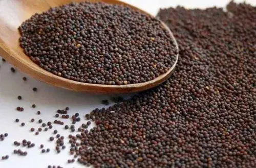 Mustard — export from Kerala, India